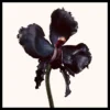Black Orchid Reserve Parfum Black Orchid Reserve Parfum